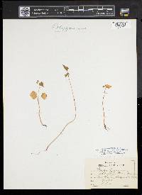 Fagopyrum esculentum image