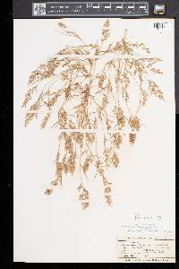 Eragrostis hypnoides image