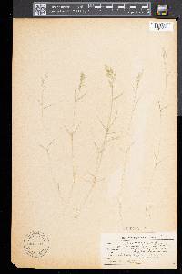 Eragrostis hypnoides image