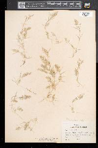 Eragrostis hypnoides image