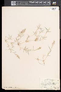 Eragrostis hypnoides image