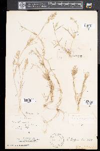 Eragrostis hypnoides image