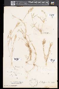 Eragrostis hypnoides image