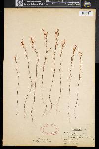 Polygonum articulatum image