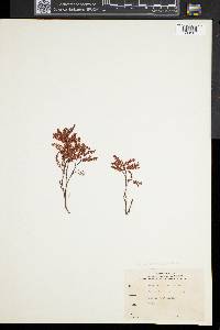 Polygonum articulatum image