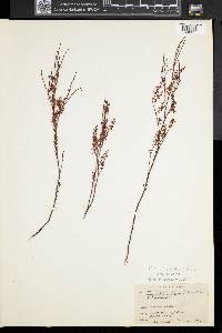 Polygonum articulatum image