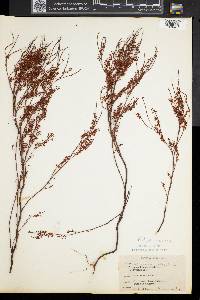 Polygonum articulatum image