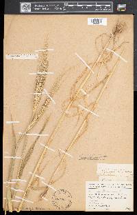 Hordeum vulgare image