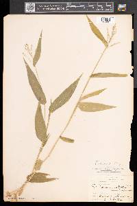 Dichanthelium latifolium image