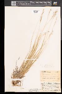 Dichanthelium linearifolium image