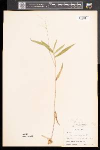 Dichanthelium sphaerocarpon image