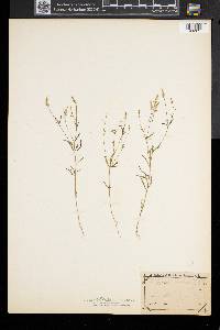Polygala verticillata image