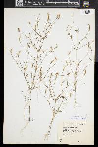 Polygala verticillata image