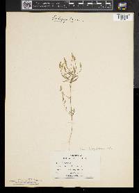 Polygala verticillata image