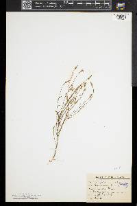 Polygala verticillata image