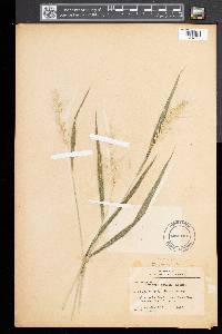 Elymus hystrix image