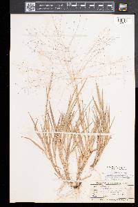 Digitaria cognata image