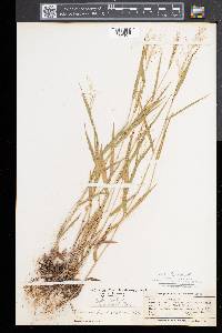Dichanthelium dichotomum subsp. dichotomum image