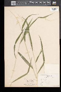 Elymus hystrix image