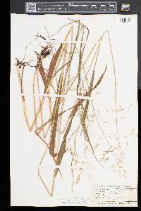 Milium effusum image