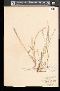 Lolium perenne subsp. multiflorum image