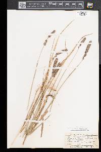 Muhlenbergia glomerata image