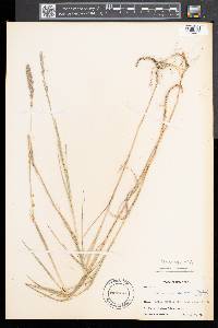 Muhlenbergia glomerata image