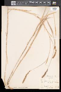 Muhlenbergia glomerata image