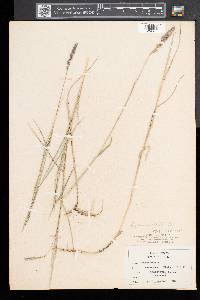 Muhlenbergia glomerata image