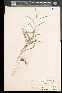 Muhlenbergia mexicana image