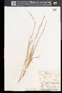 Muhlenbergia mexicana image