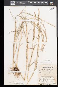 Muhlenbergia mexicana image