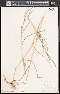 Muhlenbergia mexicana image