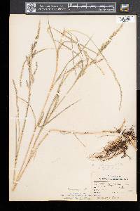 Muhlenbergia mexicana image