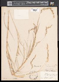 Muhlenbergia mexicana image