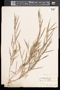 Muhlenbergia mexicana image
