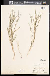 Muhlenbergia mexicana image