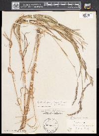 Muhlenbergia mexicana image