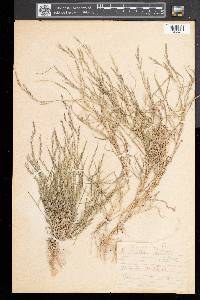 Muhlenbergia schreberi image