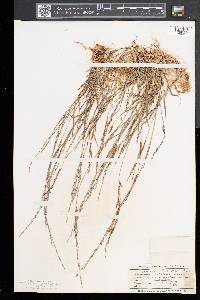 Muhlenbergia schreberi image