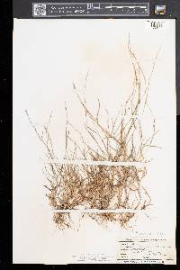 Muhlenbergia schreberi image