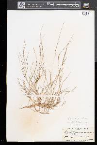 Muhlenbergia schreberi image