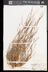 Muhlenbergia schreberi image