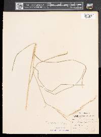 Muhlenbergia sobolifera image