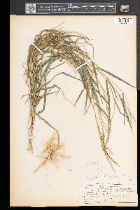 Muhlenbergia sylvatica image