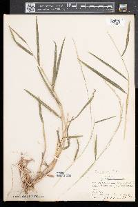 Muhlenbergia tenuiflora image