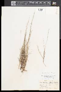 Muhlenbergia uniflora image