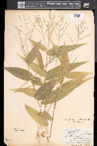 Dichanthelium latifolium image