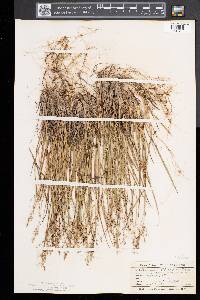 Dichanthelium depauperatum image