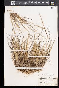 Dichanthelium depauperatum image